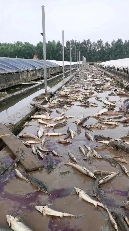 触目惊心 洪水退去,涿州街头大量动物尸体露出