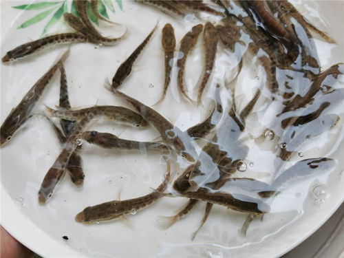 深圳黑鱼苗养殖厂家值得信赖 活泼水产实在